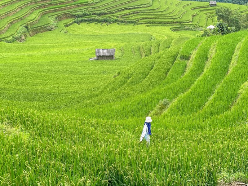 3N2Đ khám phá ruộng bậc thang Hoàng Su Phì