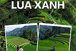 Phượt thủ đua nhau đi săn lúa xanh trong khi chờ đợi mùa lúa chín