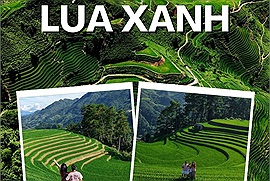 Phượt thủ đua nhau đi săn lúa xanh trong khi chờ đợi mùa lúa chín
