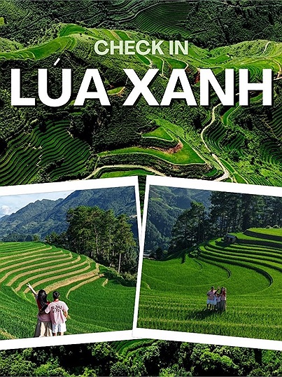 Phượt thủ đua nhau đi săn lúa xanh trong khi chờ đợi mùa lúa chín