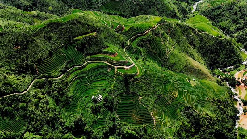 Phượt thủ đua nhau đi săn lúa xanh
