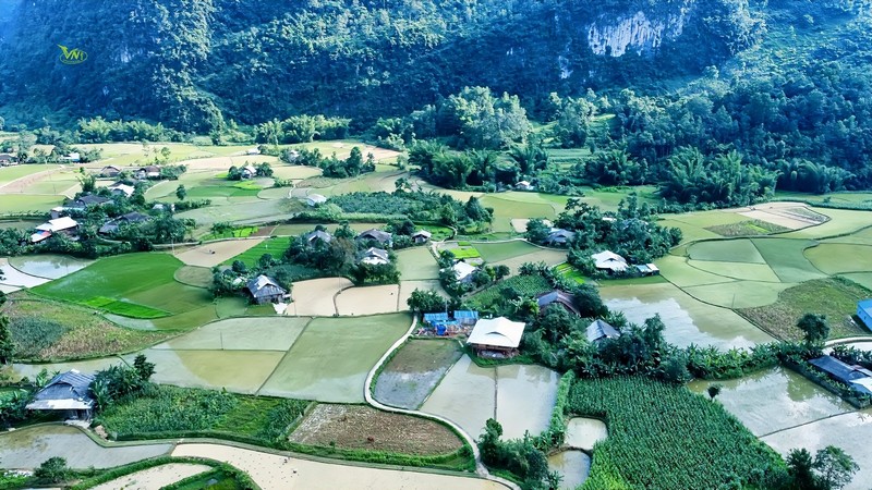 Phượt thủ đua nhau đi săn lúa xanh