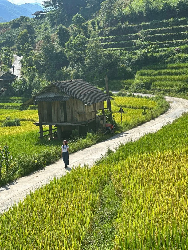 Phượt thủ đua nhau đi săn lúa xanh