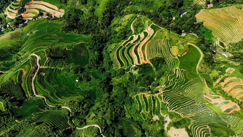 Phượt thủ đua nhau đi săn lúa xanh