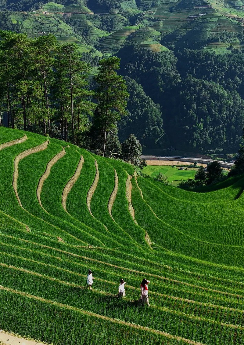Phượt thủ đua nhau đi săn lúa xanh