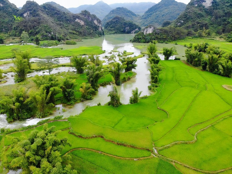 Phượt thủ đua nhau đi săn lúa xanh