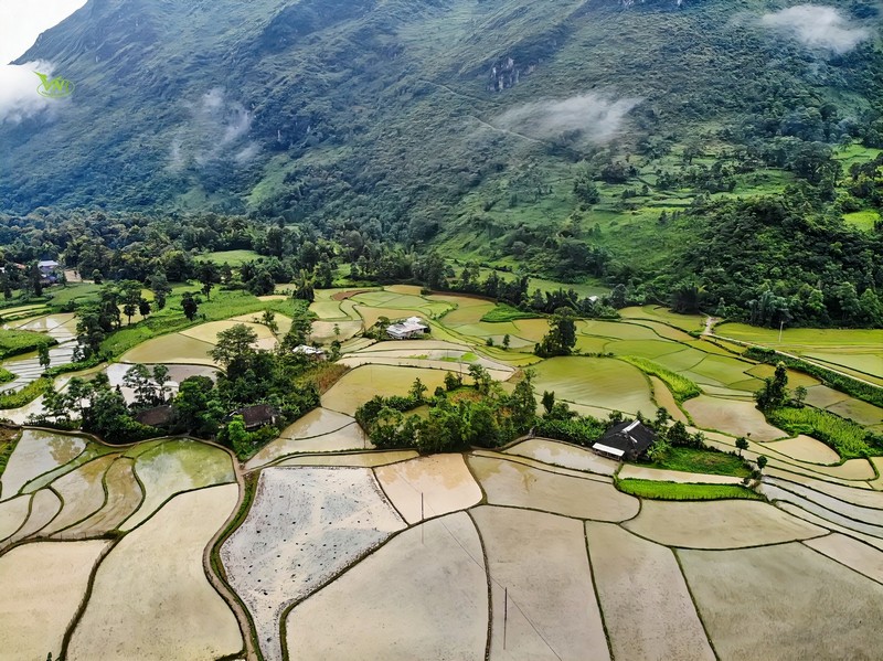 Phượt thủ đua nhau đi săn lúa xanh