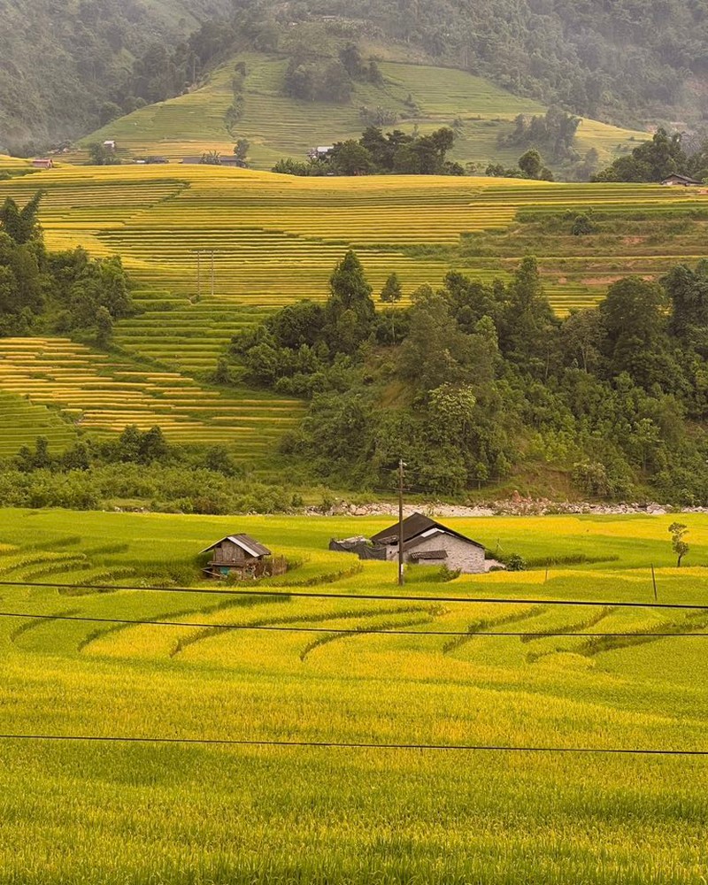 3 điểm ngắm lúa tuyệt đẹp gần Sa Pa