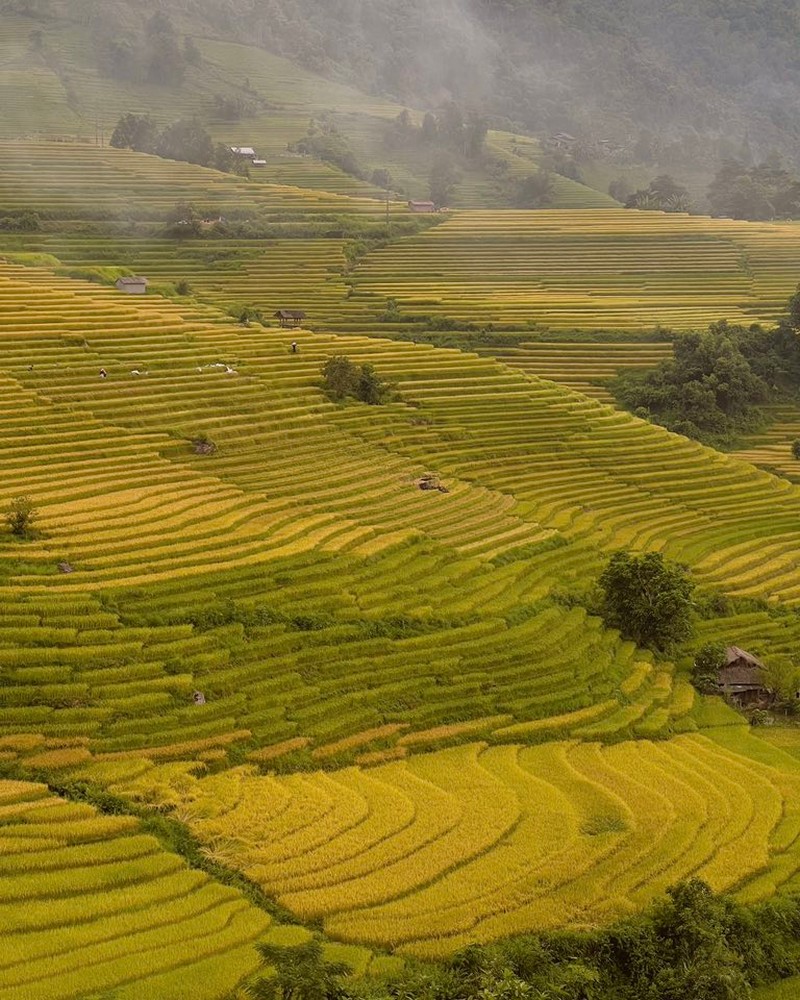 3 điểm ngắm lúa tuyệt đẹp gần Sa Pa