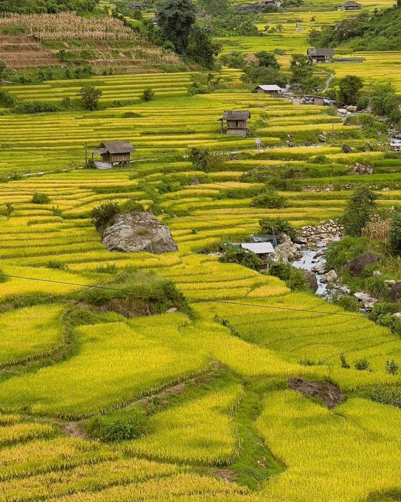 3 điểm ngắm lúa tuyệt đẹp gần Sa Pa