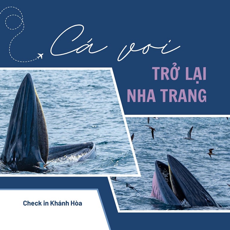 Cá voi trở lại vùng biển Nha Trang, tạo nên những hình ảnh mãn nhãn
