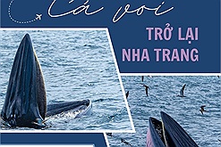 Cá voi trở lại vùng biển Nha Trang, tạo nên những hình ảnh mãn nhãn