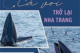 Cá voi trở lại vùng biển Nha Trang, tạo nên những hình ảnh mãn nhãn