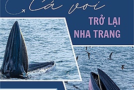 Cá voi trở lại vùng biển Nha Trang, tạo nên những hình ảnh mãn nhãn