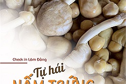 Độc đáo món nấm trứng tự hái ở rừng thông: "Có hai loại nấm trứng phổ biến thường được người dân sử dụng làm thức ăn"