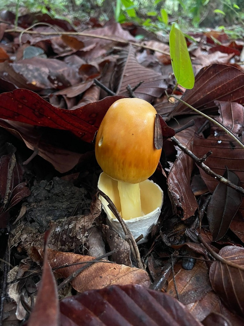 món nấm trứng tự hái ở rừng thông