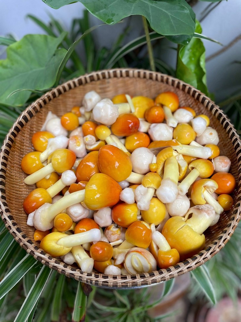 món nấm trứng tự hái ở rừng thông