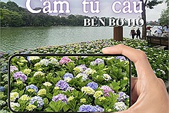 Rủ nhau check in cẩm tú cầu giữa mùa thu Hà Nội: "Đà Lạt thu nhỏ" giữa trung tâm thủ đô