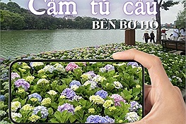 Rủ nhau check in cẩm tú cầu giữa mùa thu Hà Nội: "Đà Lạt thu nhỏ" giữa trung tâm thủ đô