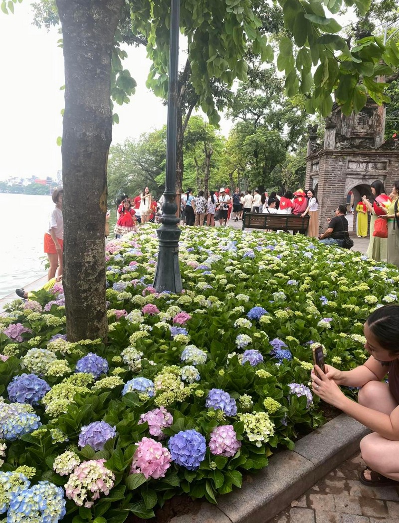 cẩm tú cầu giữa mùa thu Hà Nội