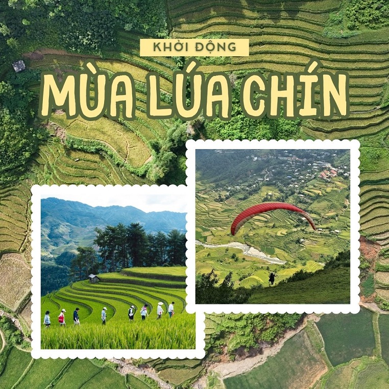 Bạn trẻ giục nhau khởi động mùa lúa chín vùng cao Bắc Bộ: Đi nhanh kẻo lúa chín mất!