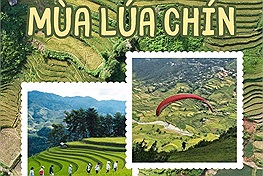 Bạn trẻ giục nhau khởi động mùa lúa chín vùng cao Bắc Bộ: Đi nhanh kẻo lúa chín mất!