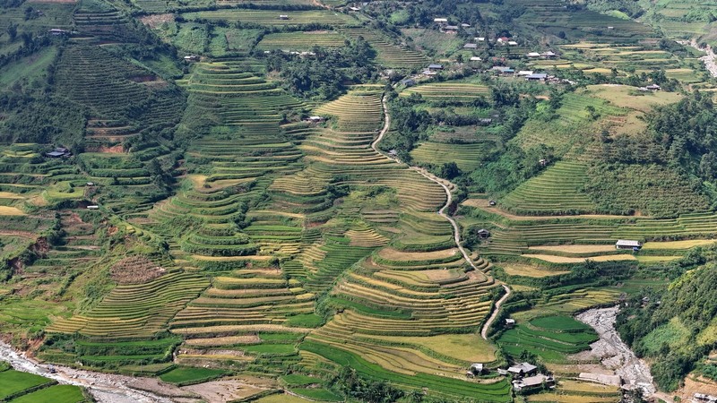 mùa lúa chín vùng cao Bắc Bộ