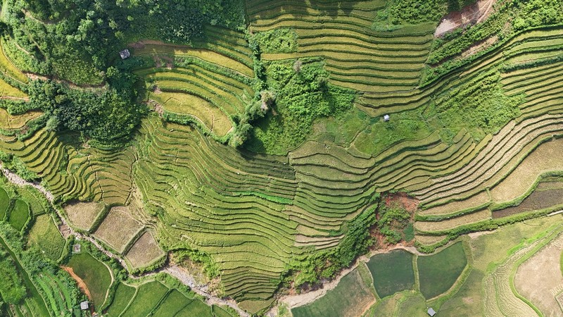 mùa lúa chín vùng cao Bắc Bộ
