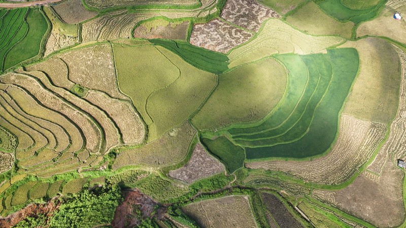 mùa lúa chín vùng cao Bắc Bộ