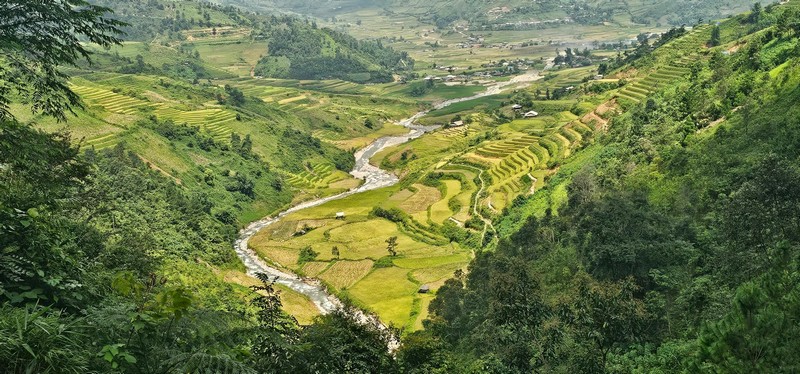 mùa lúa chín vùng cao Bắc Bộ