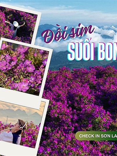 Đồi sim ở bản Suối Bon - Điểm đến mới nổi của du lịch Sơn La