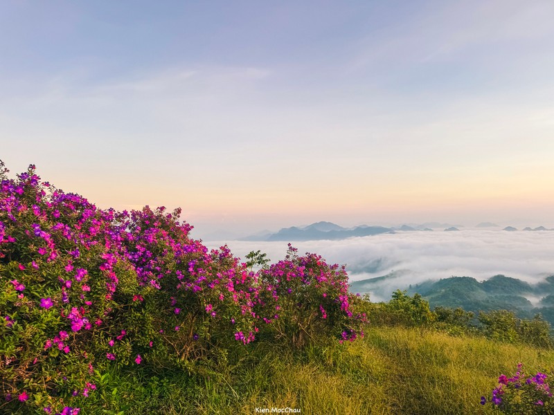Đồi sim ở bản Suối Bon