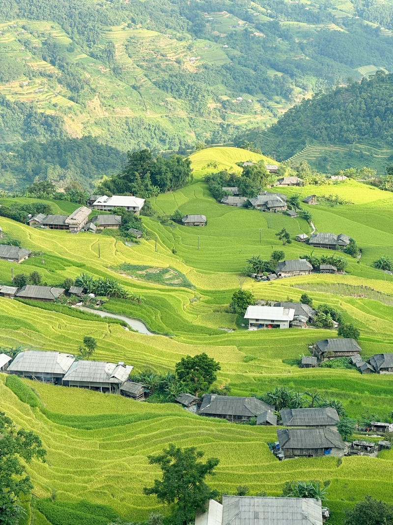 lịch trình 3N2Đ săn lúa Hoàng Su Phì