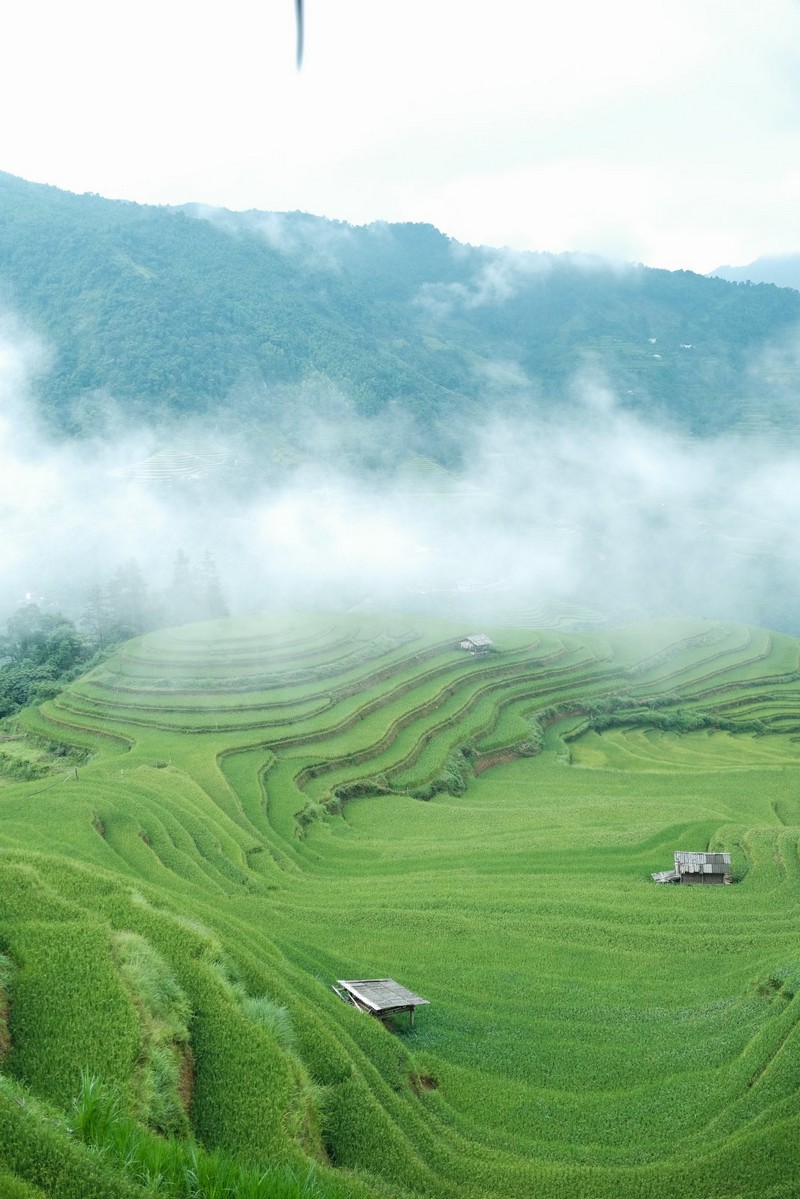 lịch trình 3N2Đ săn lúa Hoàng Su Phì