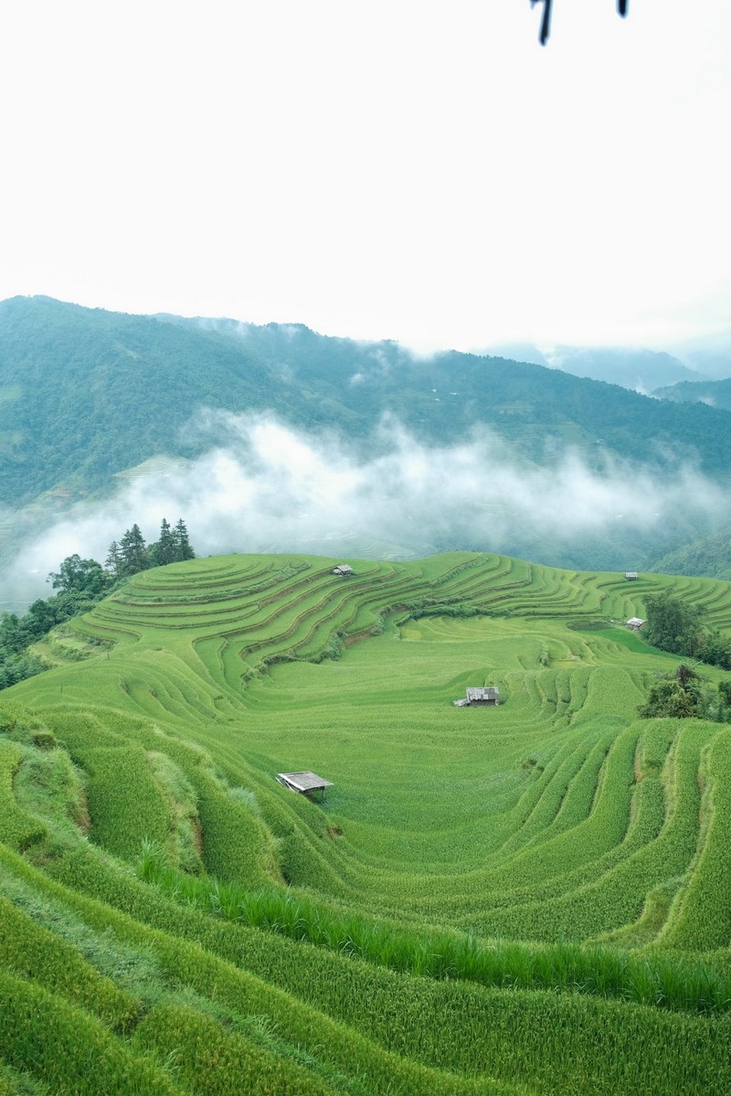 lịch trình 3N2Đ săn lúa Hoàng Su Phì