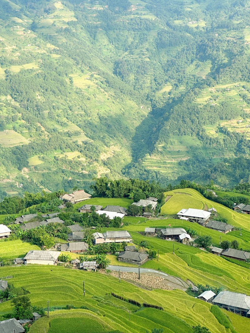 lịch trình 3N2Đ săn lúa Hoàng Su Phì