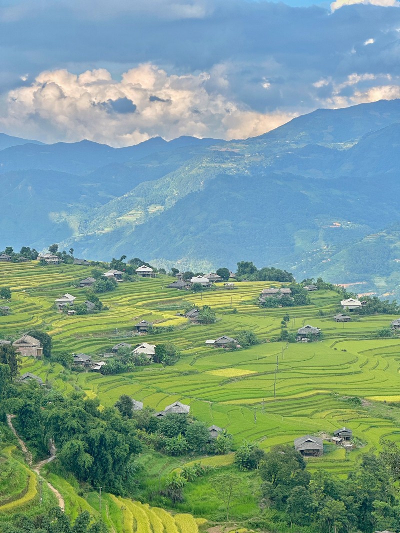 lịch trình 3N2Đ săn lúa Hoàng Su Phì