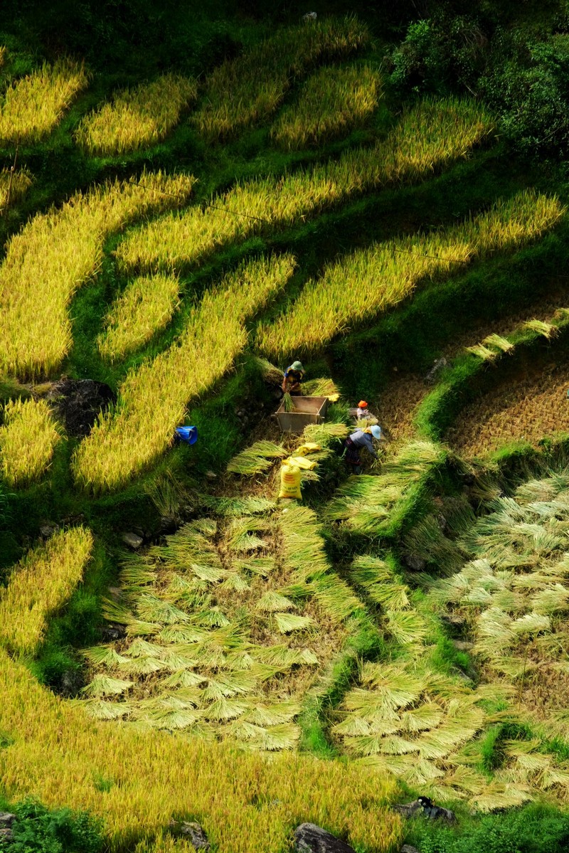 Chuyến đi Mù Cang Chải 3N2Đ