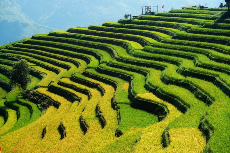 Chuyến đi Mù Cang Chải 3N2Đ