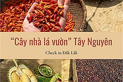 Chiêm ngưỡng ẩm thực "cây nhà lá vườn" Tây Nguyên ngon, sạch và tươi đẹp