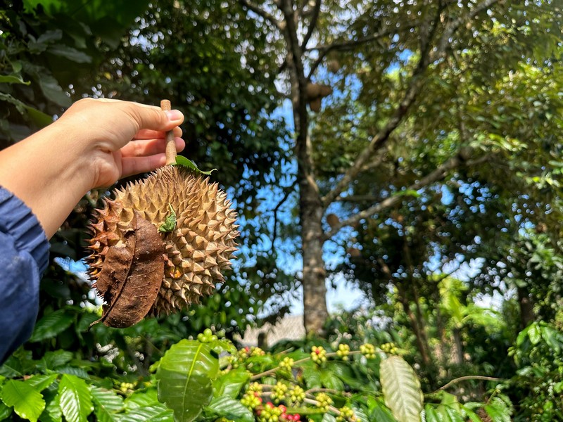 ẩm thực cây nhà lá vườn Tây Nguyên