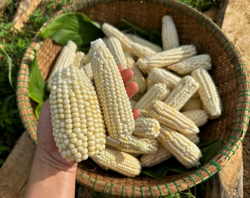 ẩm thực cây nhà lá vườn Tây Nguyên