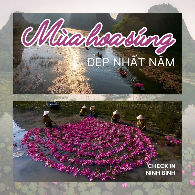 Netizen sục sôi khi hoa súng ở Ninh Bình đang vào "mùa đẹp nhất năm"