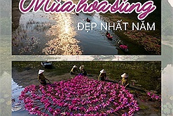 Netizen sục sôi khi hoa súng ở Ninh Bình đang vào "mùa đẹp nhất năm"