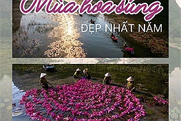 Netizen sục sôi khi hoa súng ở Ninh Bình đang vào "mùa đẹp nhất năm"