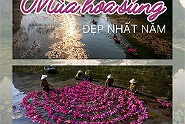 Netizen sục sôi khi hoa súng ở Ninh Bình đang vào "mùa đẹp nhất năm"