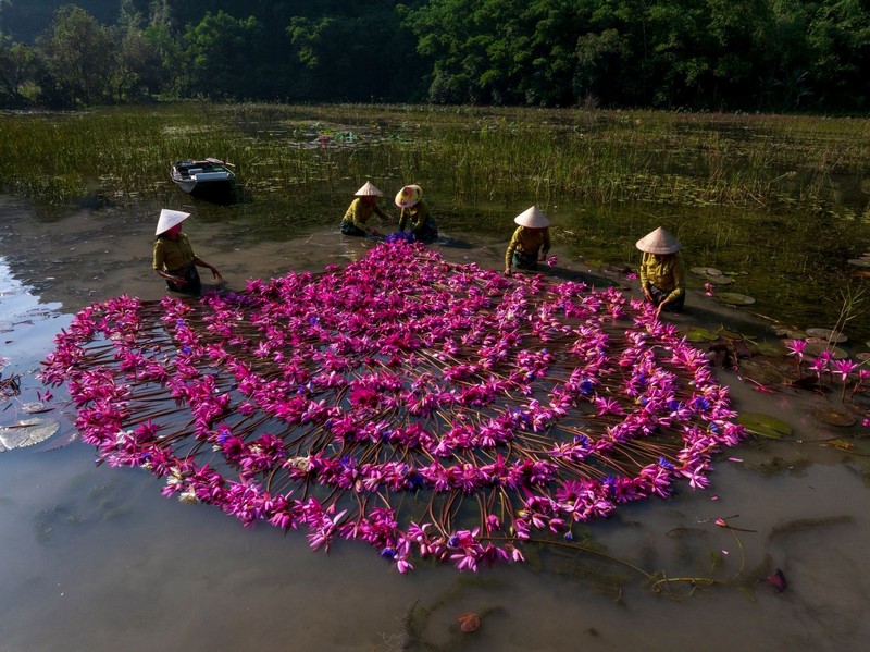 hoa súng ở Ninh Bình