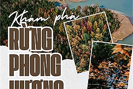 Khám phá rừng phong hương đổi màu khi tiết trời vào thu ở phía Tây Quảng Trị