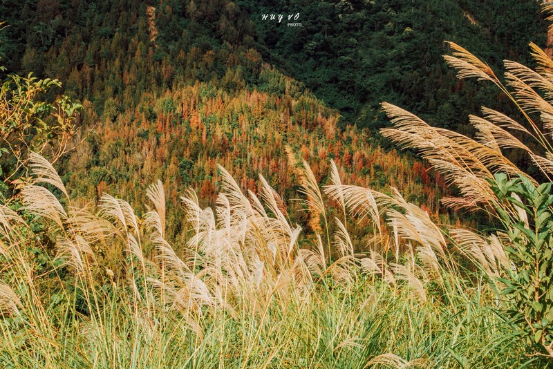 rừng phong hương đổi màu