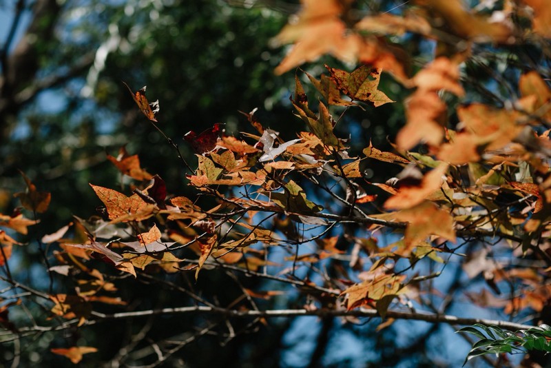 rừng phong hương đổi màu